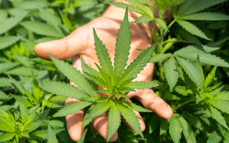 photo of cannabis plant being held in person's hand.